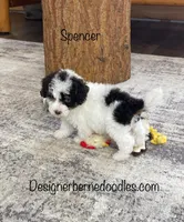 Spencer F1b tiny, a male Miniature Bernedoodle for sale in Arthur, IL – Photo 2 of 8