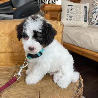 Spencer F1b tiny, a male Miniature Bernedoodle for sale in Arthur, IL – Photo 1 of 8