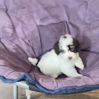 Spencer F1b tiny, a male Miniature Bernedoodle for sale in Arthur, IL – Photo 4 of 8