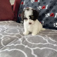 Spencer F1b tiny, a male Miniature Bernedoodle for sale in Arthur, IL – Photo 3 of 8