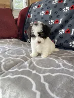 Spencer F1b tiny, a male Miniature Bernedoodle for sale in Arthur, IL – Photo 3 of 8