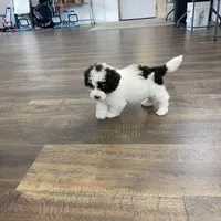 Spencer F1b tiny, a male Miniature Bernedoodle for sale in Arthur, IL – Photo 6 of 8