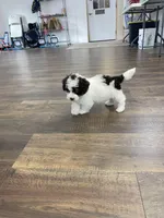 Spencer F1b tiny, a male Miniature Bernedoodle for sale in Arthur, IL – Photo 6 of 8