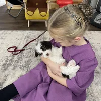 Spencer F1b tiny, a male Miniature Bernedoodle for sale in Arthur, IL – Photo 7 of 8