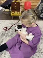 Spencer F1b tiny, a male Miniature Bernedoodle for sale in Arthur, IL – Photo 7 of 8