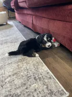 Yanis Mini, a male Miniature Bernedoodle for sale in Arthur, IL – 6 of 6