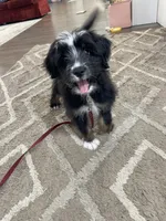Iris Mini, a female Miniature Bernedoodle for sale in Arthur, IL – 5 of 5