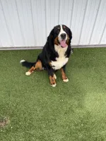 Poppy AKC, a female Bernese Mountain Dog for sale in Arthur, IL – 7 of 9