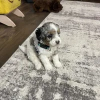 Elias, a male Miniature Bernedoodle for sale in Arthur, IL – Photo 5 of 7