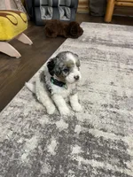 Elias, a male Miniature Bernedoodle for sale in Arthur, IL – Photo 5 of 7