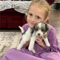 Elias, a male Miniature Bernedoodle for sale in Arthur, IL – Photo 2 of 7