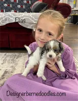Elias, a male Miniature Bernedoodle for sale in Arthur, IL – Photo 2 of 7