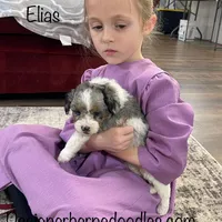 Elias, a male Miniature Bernedoodle for sale in Arthur, IL – Photo 4 of 7