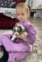 Elias, a male Miniature Bernedoodle for sale in Arthur, IL – Photo 4 of 7