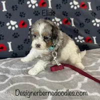 Elias, a male Miniature Bernedoodle for sale in Arthur, IL – Photo 3 of 7
