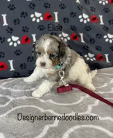 Elias, a male Miniature Bernedoodle for sale in Arthur, IL – Photo 3 of 7