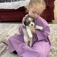 Elias, a male Miniature Bernedoodle for sale in Arthur, IL – Photo 7 of 7