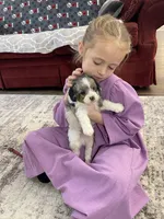 Elias, a male Miniature Bernedoodle for sale in Arthur, IL – Photo 7 of 7