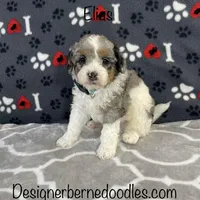 Elias, a male Miniature Bernedoodle for sale in Arthur, IL – Photo 1 of 7