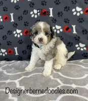 Elias, a male Miniature Bernedoodle for sale in Arthur, IL – Photo 1 of 7