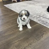 Elias, a male Miniature Bernedoodle for sale in Arthur, IL – Photo 6 of 7