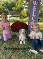 Faye Mini, a female Miniature Bernedoodle for sale in Arthur, IL – 2 of 6