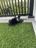 Iris Mini, a female Miniature Bernedoodle for sale in Arthur, IL – 3 of 6