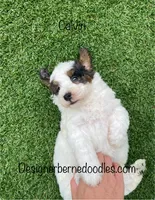 Calvin Tiny, a female Miniature Bernedoodle for sale in Arthur, IL – 3 of 6