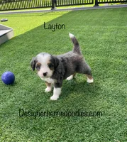 Layton Mini, a male Miniature Bernedoodle for sale in Arthur, IL – 3 of 5