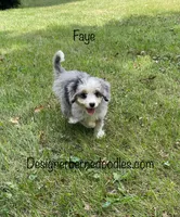 Faye Mini, a female Miniature Bernedoodle for sale in Arthur, IL – 4 of 6