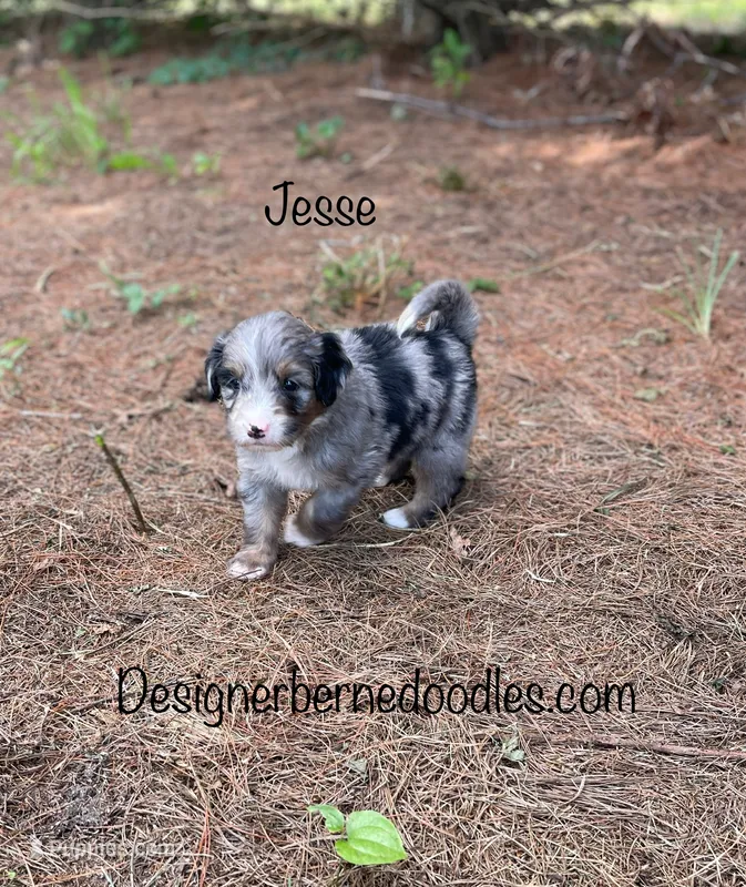 Jesse Mini – Miniature Bernedoodle puppy for sale in Arthur, IL