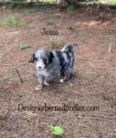 Jesse Mini, a male Miniature Bernedoodle for sale in Arthur, IL – 1 of 2