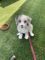 Faye Mini, a female Miniature Bernedoodle for sale in Arthur, IL – 6 of 6