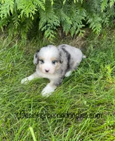 Faye Mini, a female Miniature Bernedoodle for sale in Arthur, IL – 2 of 8