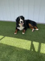Poppy AKC, a female Bernese Mountain Dog for sale in Arthur, IL – 3 of 9