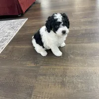 Yasin F1b tiny, a male Miniature Bernedoodle for sale in Arthur, IL – Photo 3 of 6