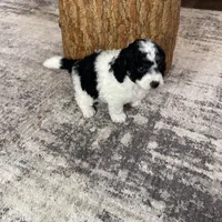 Yasin F1b tiny, a male Miniature Bernedoodle for sale in Arthur, IL – Photo 6 of 6