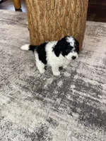 Yasin F1b tiny, a male Miniature Bernedoodle for sale in Arthur, IL – Photo 6 of 6