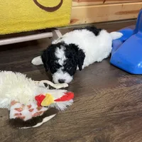 Yasin F1b tiny, a male Miniature Bernedoodle for sale in Arthur, IL – Photo 5 of 6