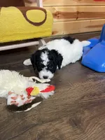 Yasin F1b tiny, a male Miniature Bernedoodle for sale in Arthur, IL – Photo 5 of 6