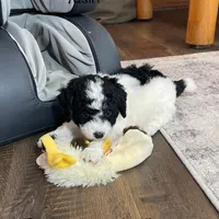 Yasin F1b tiny, a male Miniature Bernedoodle for sale in Arthur, IL – Photo 1 of 6