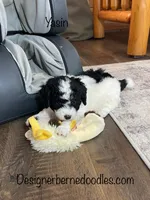 Yasin F1b tiny, a male Miniature Bernedoodle for sale in Arthur, IL – Photo 1 of 6