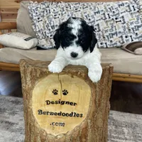 Yasin F1b tiny, a male Miniature Bernedoodle for sale in Arthur, IL – Photo 4 of 6