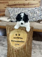 Yasin F1b tiny, a male Miniature Bernedoodle for sale in Arthur, IL – Photo 4 of 6