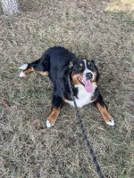 Missy, a female Bernese Mountain Dog for sale in Arthur, IL – 4 of 4