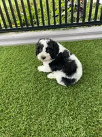 Dalton Tiny, a female Miniature Bernedoodle for sale in Arthur, IL – 6 of 7