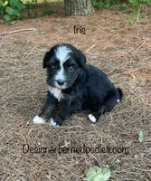 Iris Mini, a female Miniature Bernedoodle for sale in Arthur, IL – 2 of 6