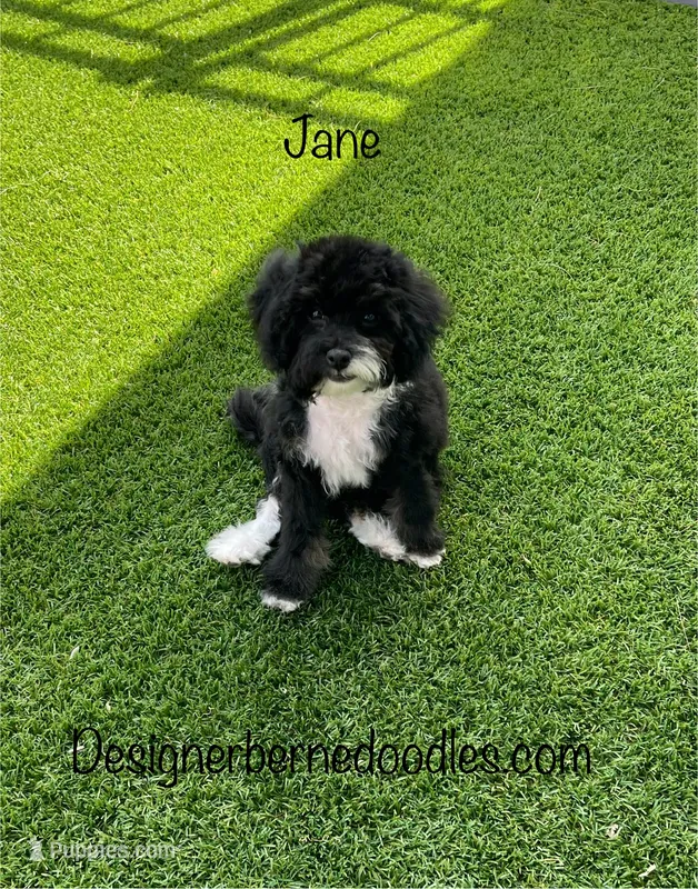 Jane F1b tiny – Miniature Bernedoodle puppy for sale in Arthur, IL