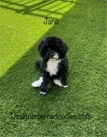 Jane F1b tiny, a female Miniature Bernedoodle for sale in Arthur, IL – 1 of 8