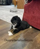 Rowan , a male Miniature Bernedoodle for sale in Arthur, IL – Photo 3 of 7